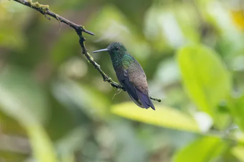 Green-bellied Hummingbird