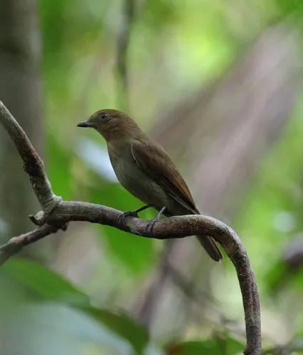 Amazonian Schiffornis