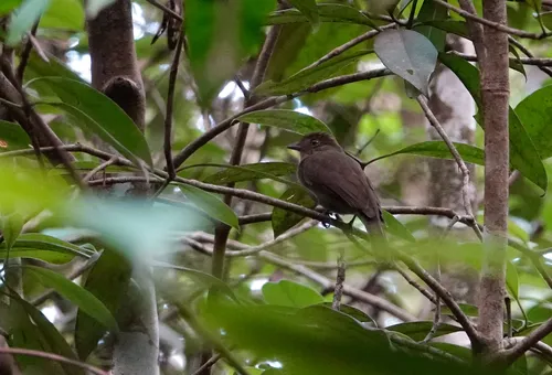 Olivaceous Schiffornis
