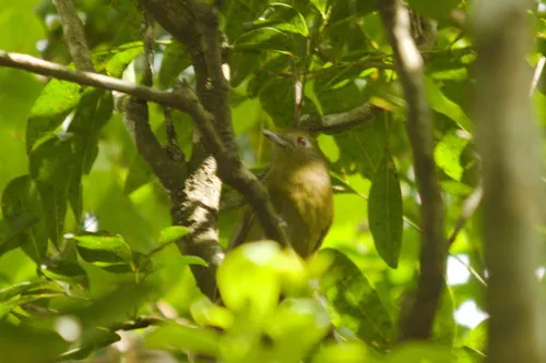 Greenish Schiffornis