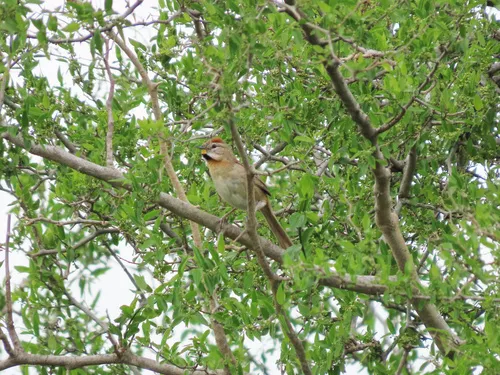 Chotoy Spinetail