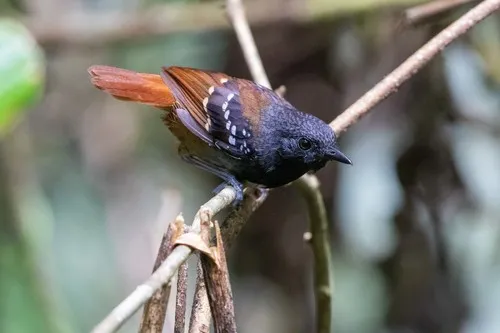 Formigueiro-de-cauda-castanha