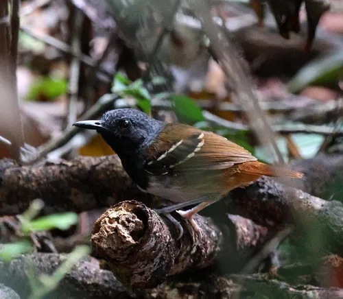 Eastern White-bellied Antbird