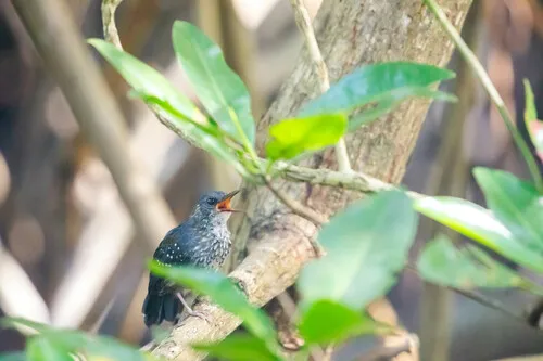 Silvered Antbird