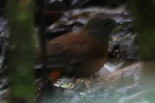 Gray-throated Leaftosser