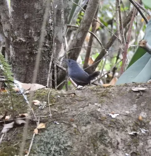 Diamantina Tapaculo