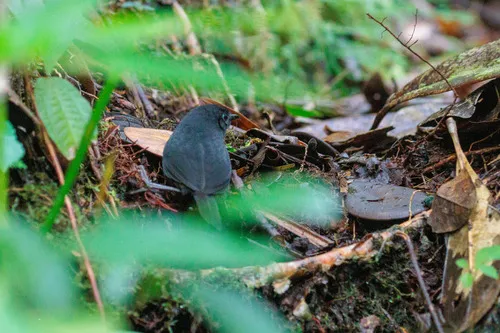 Tapaculo-preto-baiano