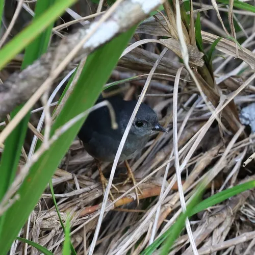 Tapaculo-de-brasília