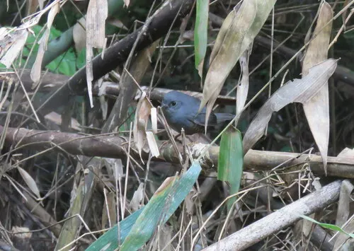 Planalto Tapaculo
