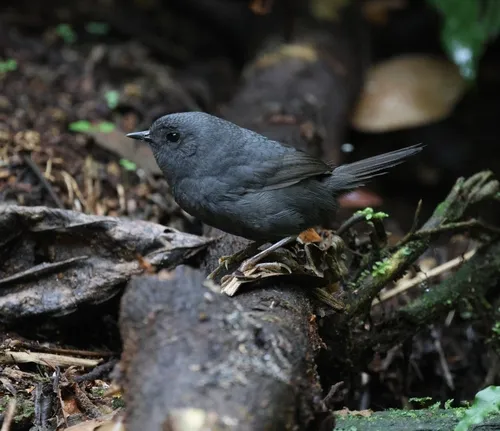 Tapaculo-preto