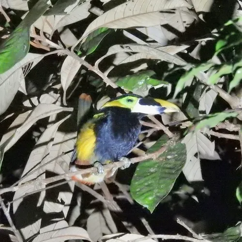 Gould's Toucanet