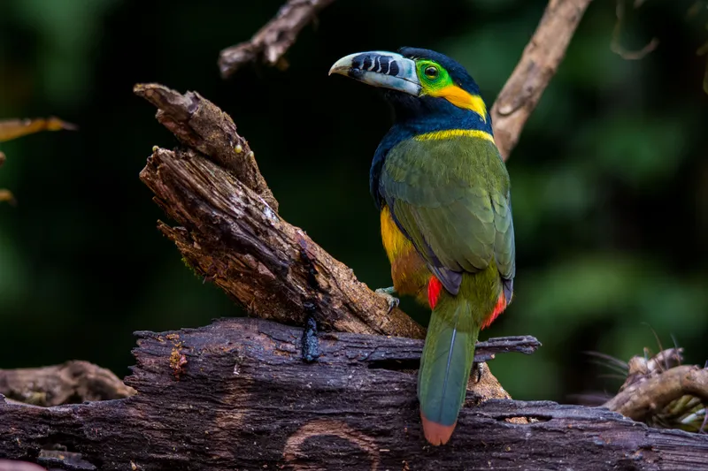 Spot-billed Toucanet