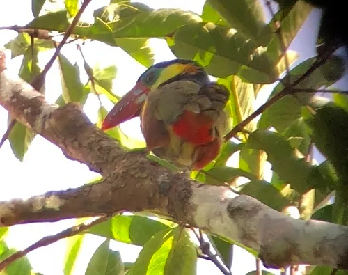 Tawny-tufted Toucanet
