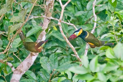 Golden-collared Toucanet