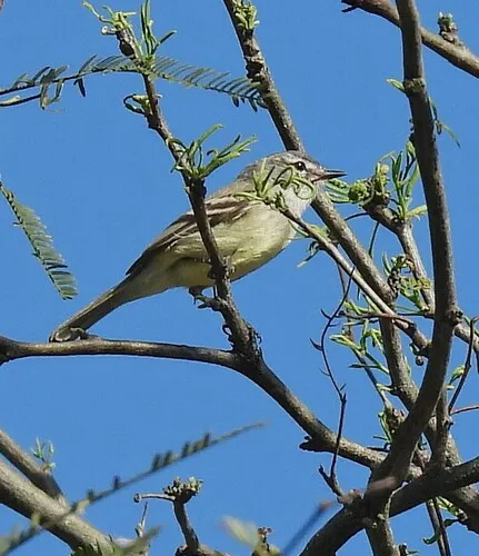 Straneck's Tyrannulet