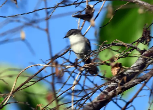 River Tyrannulet