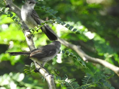 Sooty Tyrannulet