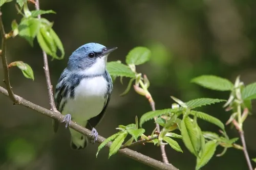 Mariquita-azul