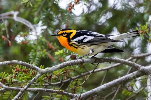 Blackburnian Warbler