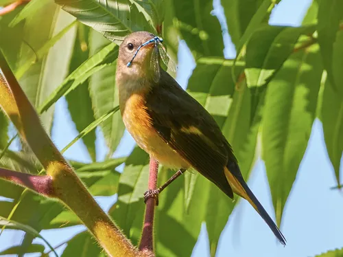 American Redstart