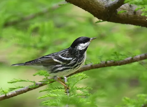 Blackpoll Warbler