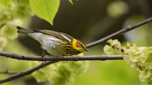 Cape May Warbler