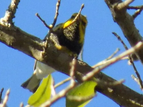 Mariquita-de-garganta-preta