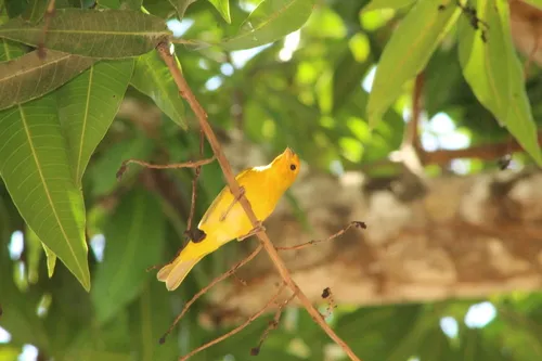 Canário-do-amazonas
