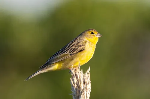 Tipio