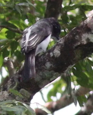Gritador-da-guiana