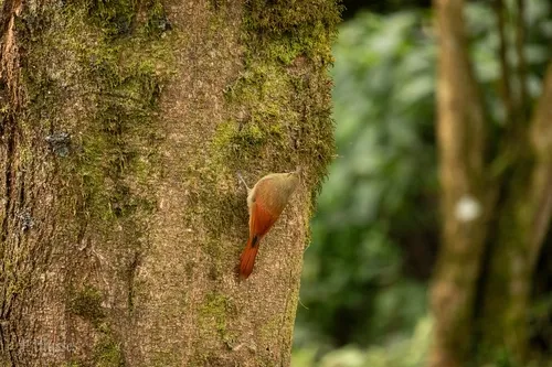 Olivaceous Woodcreeper