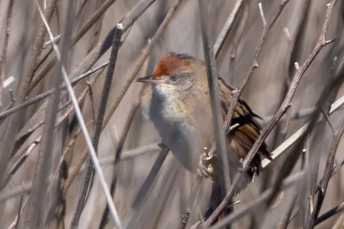 Bay-capped Wren-Spinetail
