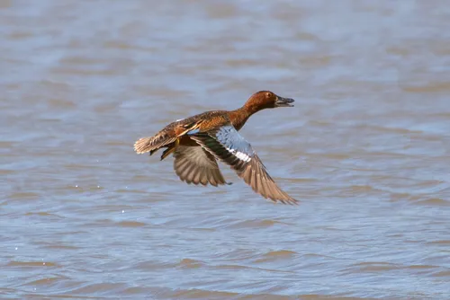 Cinnamon Teal