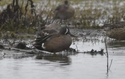 Blue-winged Teal