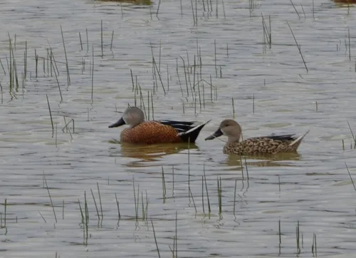 Red Shoveler