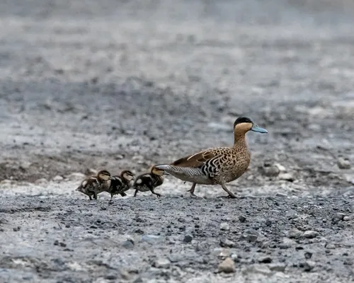 Silver Teal