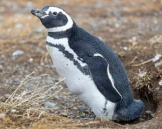 Pinguim-de-magalhães