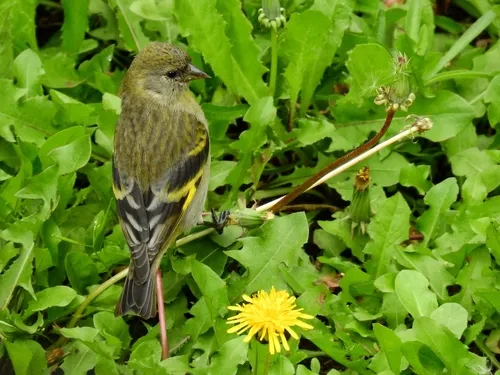 Hooded Siskin