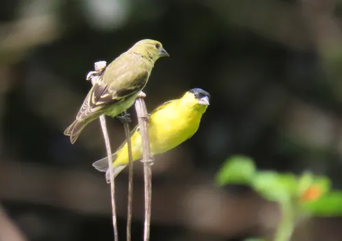 Yellow-faced Siskin