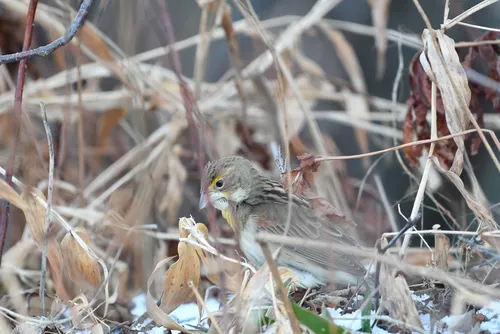 Dickcissel