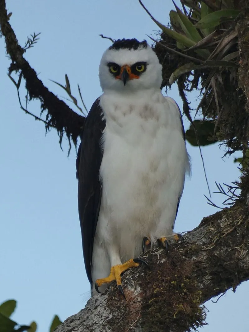 Águia-mascarada (gavião-pato)
