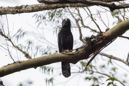 Black Hawk-Eagle