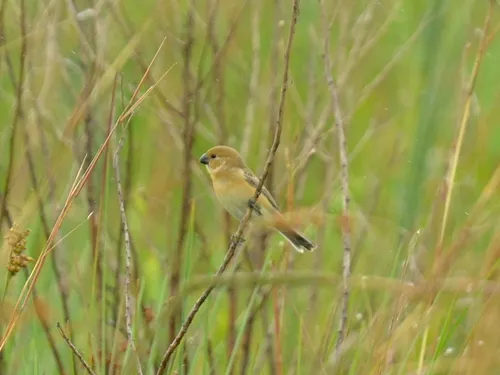 Tropeiro Seedeater