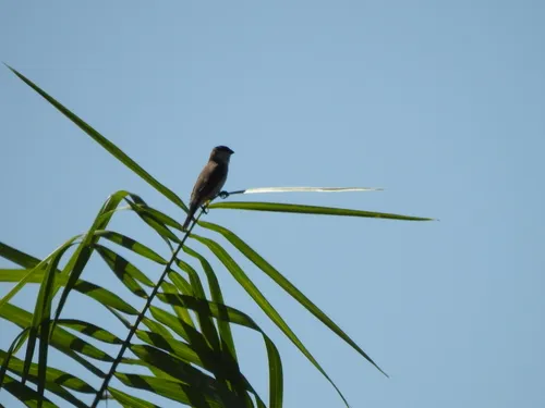 Copper Seedeater