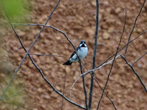 Lesson's Seedeater