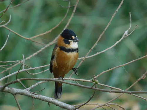 Rusty-collared Seedeater