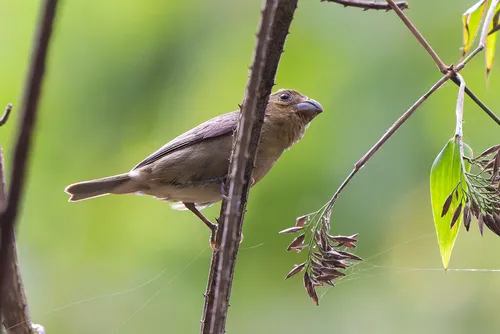 Temminck's Seedeater