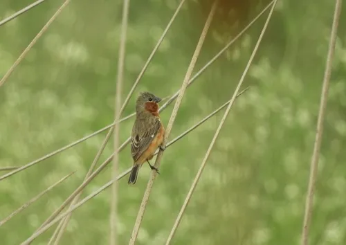 Rufous-rumped Seedeater