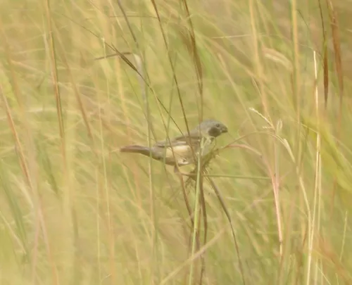 Ibera Seedeater