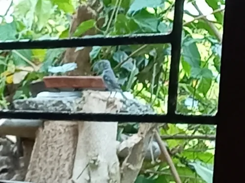 Gray Seedeater